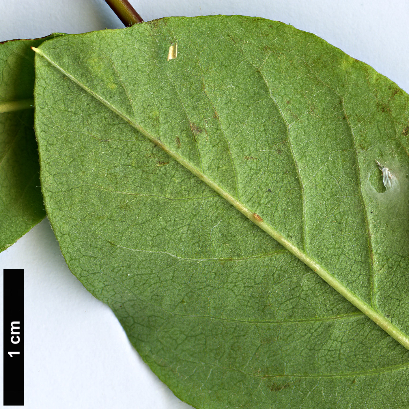 High resolution image: Family: Rosaceae - Genus: Cotoneaster - Taxon: roseus